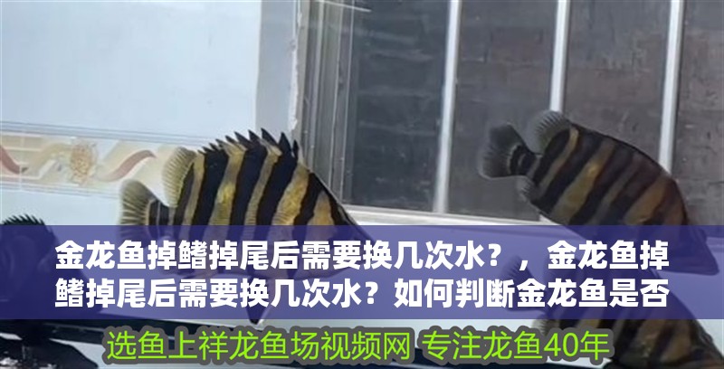 金龍魚掉鰭掉尾后需要換幾次水？，金龍魚掉鰭掉尾后需要換幾次水？如何判斷金龍魚是否掉鰭掉尾？