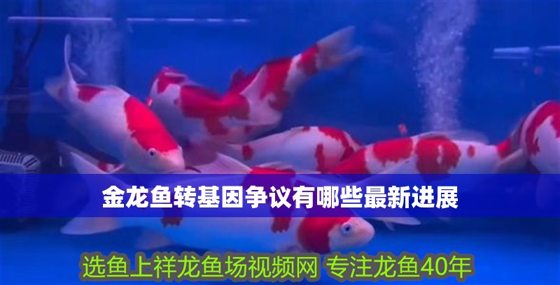 金龍魚轉基因爭議有哪些最新進展