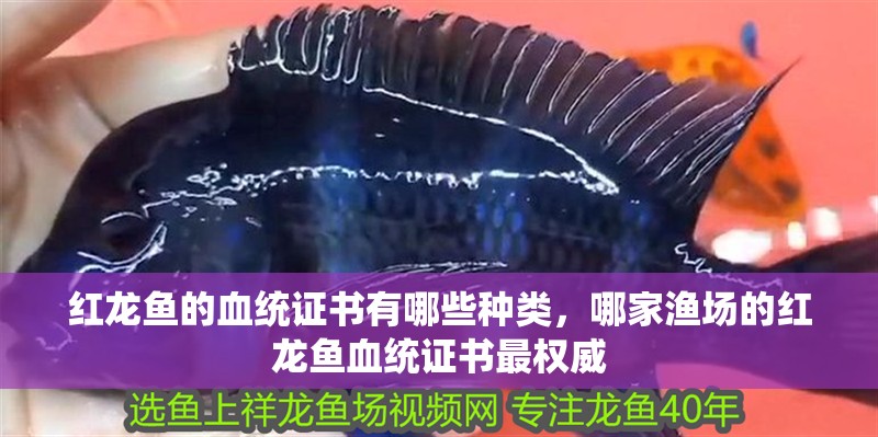 紅龍魚的血統證書有哪些種類，哪家漁場的紅龍魚血統證書最權威