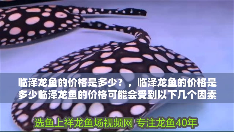 臨澤龍魚的價格是多少？，臨澤龍魚的價格是多少臨澤龍魚的價格可能會受到以下幾個因素影響