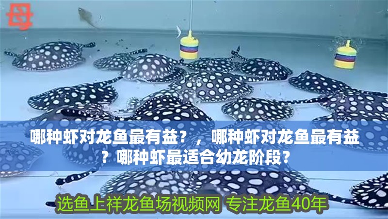 哪種蝦對(duì)龍魚最有益？，哪種蝦對(duì)龍魚最有益？哪種蝦最適合幼龍階段？