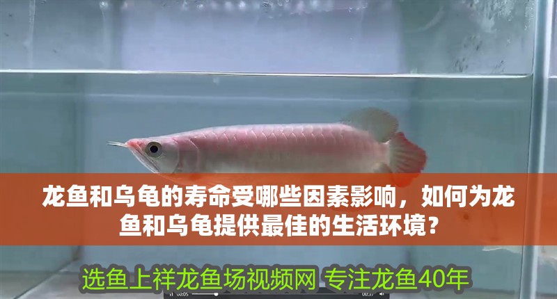 龍魚和烏龜的壽命受哪些因素影響，如何為龍魚和烏龜提供最佳的生活環境？