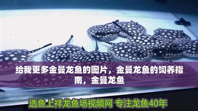給我更多金曼龍魚的圖片，金曼龍魚的飼養指南，金曼龍魚