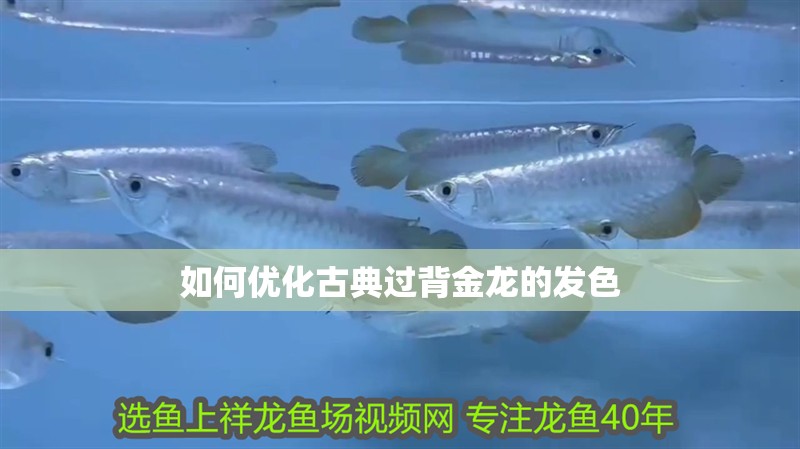 如何優化古典過背金龍的發色