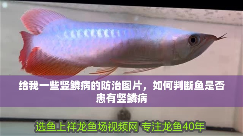給我一些豎鱗病的防治圖片，如何判斷魚是否患有豎鱗病