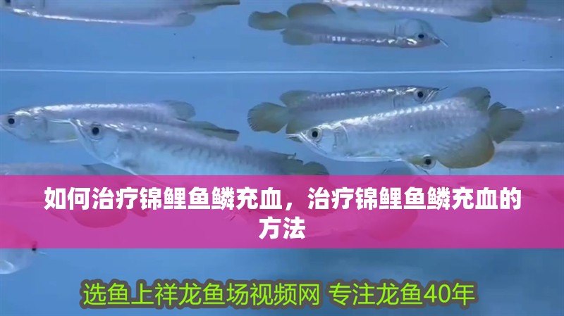 如何治療錦鯉魚鱗充血，治療錦鯉魚鱗充血的方法