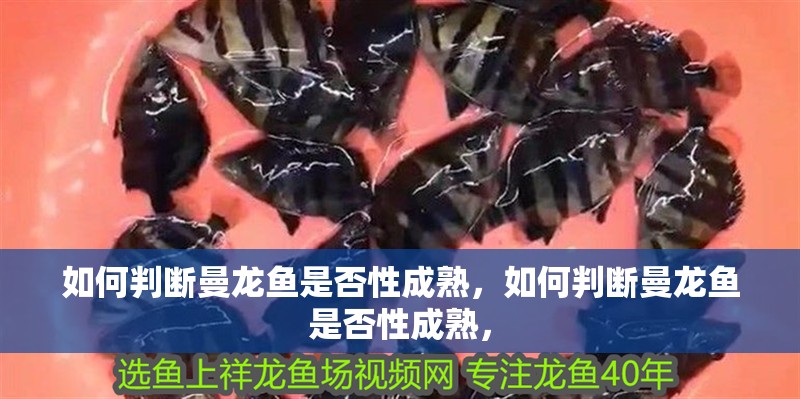 如何判斷曼龍魚是否性成熟，如何判斷曼龍魚是否性成熟，