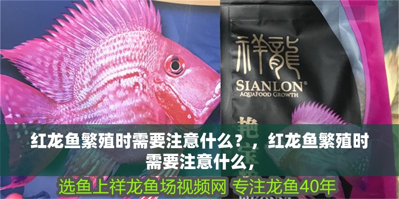 紅龍魚繁殖時需要注意什么？，紅龍魚繁殖時需要注意什么，