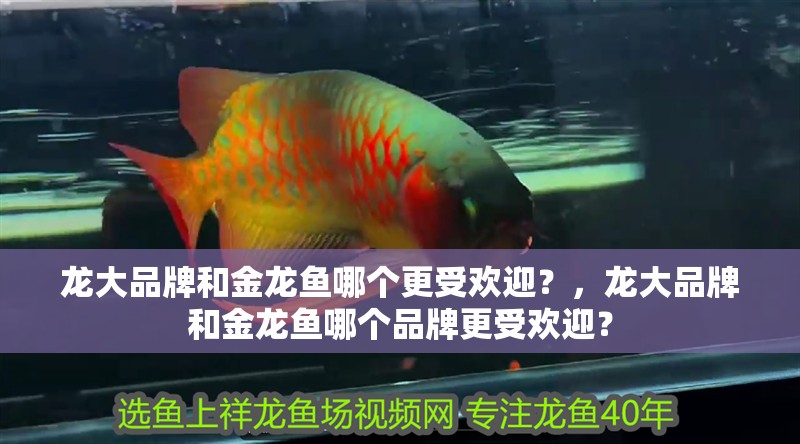 龍大品牌和金龍魚哪個更受歡迎？，龍大品牌和金龍魚哪個品牌更受歡迎？