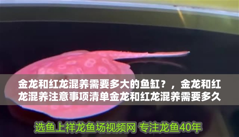 金龍和紅龍混養需要多大的魚缸？，金龍和紅龍混養注意事項清單金龍和紅龍混養需要多久喂一次
