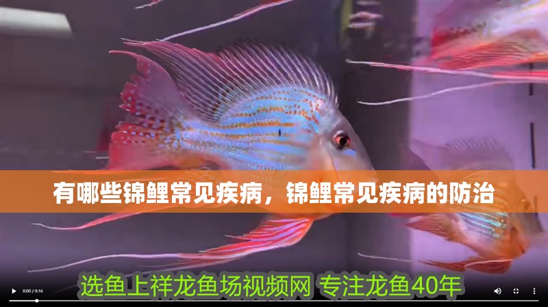 有哪些錦鯉常見疾病，錦鯉常見疾病的防治