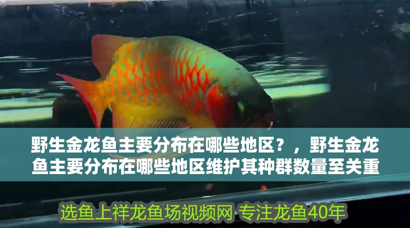 野生金龍魚主要分布在哪些地區？，野生金龍魚主要分布在哪些地區維護其種群數量至關重要