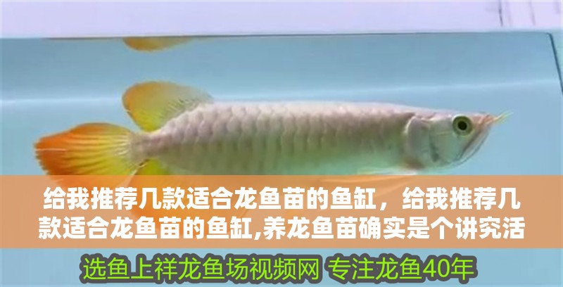 給我推薦幾款適合龍魚苗的魚缸，給我推薦幾款適合龍魚苗的魚缸,養龍魚苗確實是個講究活兒
