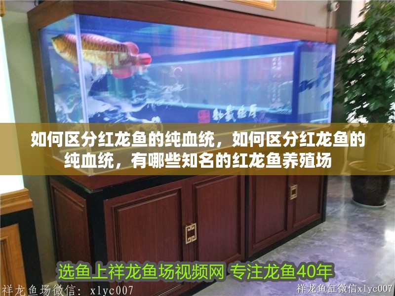 如何區分紅龍魚的純血統，如何區分紅龍魚的純血統，有哪些知名的紅龍魚養殖場