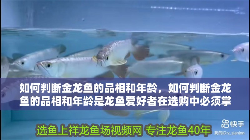 如何判斷金龍魚(yú)的品相和年齡，如何判斷金龍魚(yú)的品相和年齡是龍魚(yú)愛(ài)好者在選購(gòu)中必須掌握的核心技能