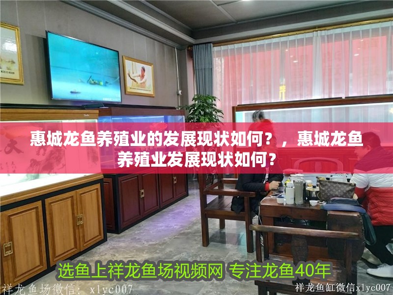 惠城龍魚養殖業的發展現狀如何？，惠城龍魚養殖業發展現狀如何？