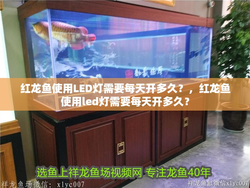 紅龍魚使用LED燈需要每天開多久？，紅龍魚使用led燈需要每天開多久？