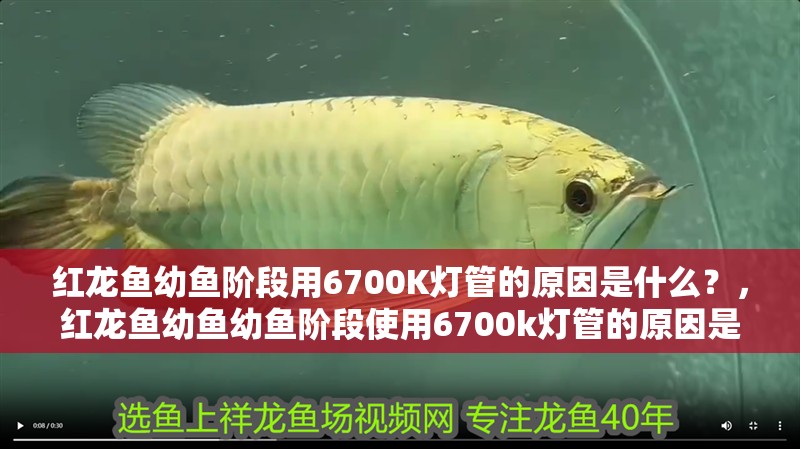 紅龍魚幼魚階段用6700K燈管的原因是什么？，紅龍魚幼魚幼魚階段使用6700k燈管的原因是什么