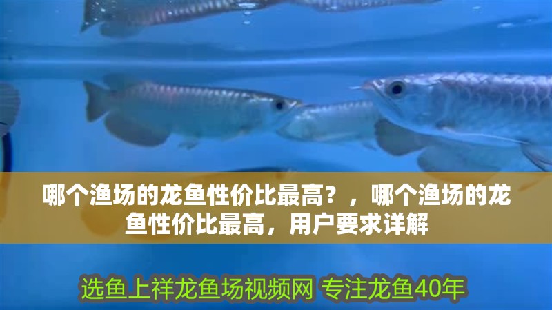 哪個漁場的龍魚性價比最高？，哪個漁場的龍魚性價比最高，用戶要求詳解