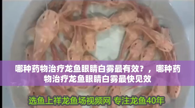 哪種藥物治療龍魚眼睛白霧最有效？，哪種藥物治療龍魚眼睛白霧最快見效