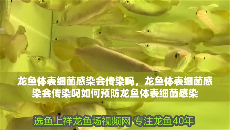 龍魚體表細菌感染會傳染嗎，龍魚體表細菌感染會傳染嗎如何預防龍魚體表細菌感染