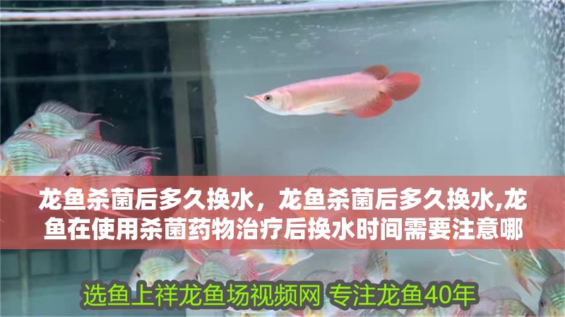 龍魚殺菌后多久換水，龍魚殺菌后多久換水,龍魚在使用殺菌藥物治療后換水時間需要注意哪些事項