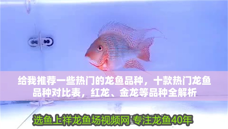 給我推薦一些熱門的龍魚品種,十款熱門龍魚品種對比表,紅龍、金龍等品種全解析