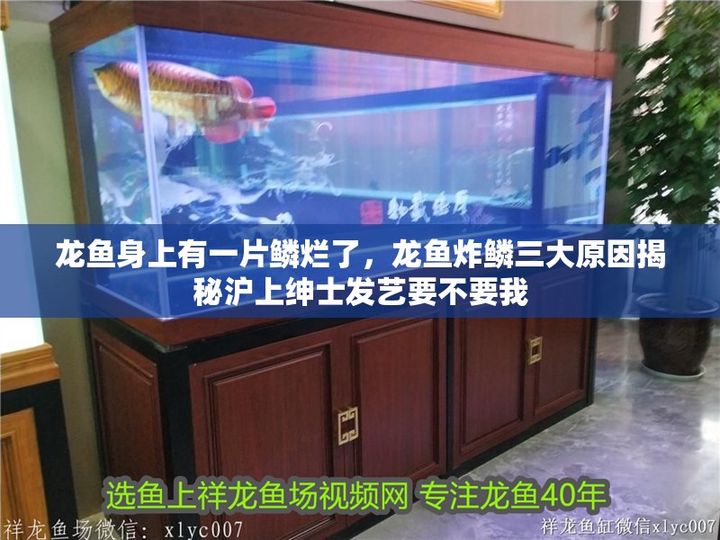 龍魚身上有一片鱗爛了，龍魚炸鱗三大原因揭秘滬上紳士發藝要不要我