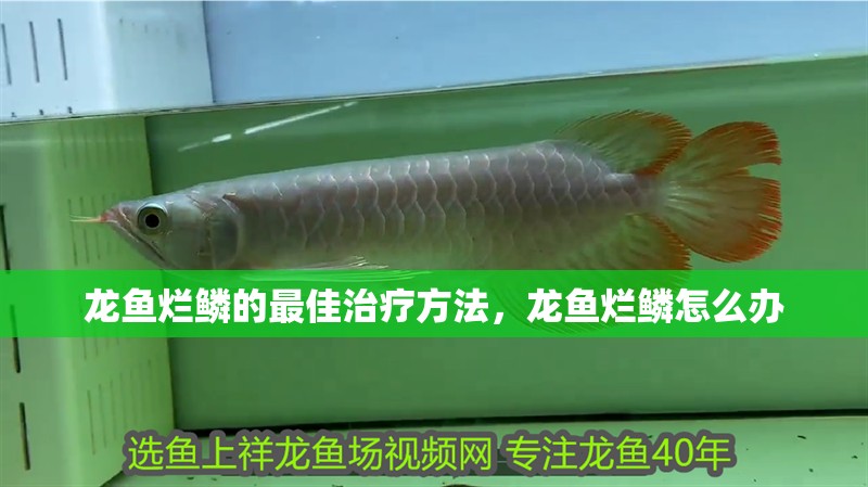 龍魚(yú)爛鱗的最佳治療方法，龍魚(yú)爛鱗怎么辦