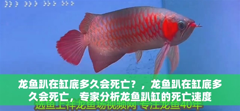 龍魚趴在缸底多久會死亡？，龍魚趴在缸底多久會死亡，專家分析龍魚趴缸的死亡速度