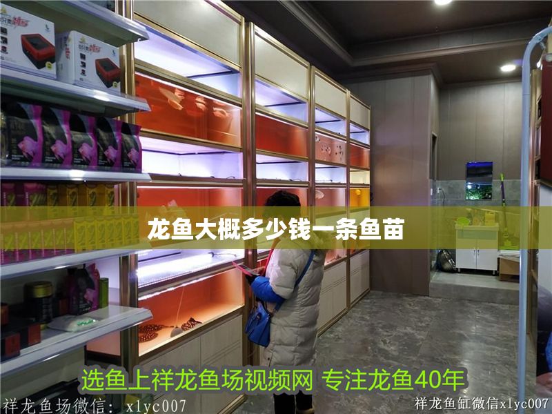 龍魚大概多少錢一條魚苗