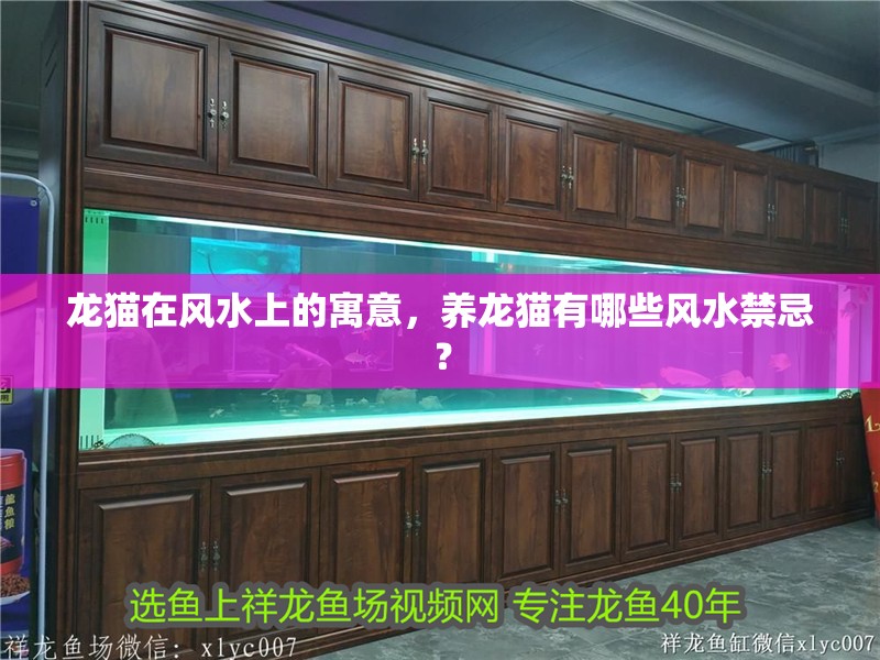 龍貓在風水上的寓意，養龍貓有哪些風水禁忌？
