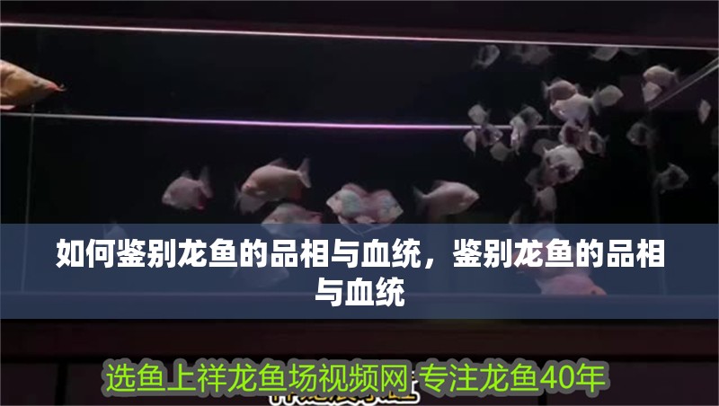 如何鑒別龍魚的品相與血統，鑒別龍魚的品相與血統