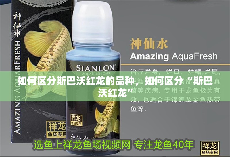 如何區(qū)分斯巴沃紅龍的品種，如何區(qū)分“斯巴沃紅龍”