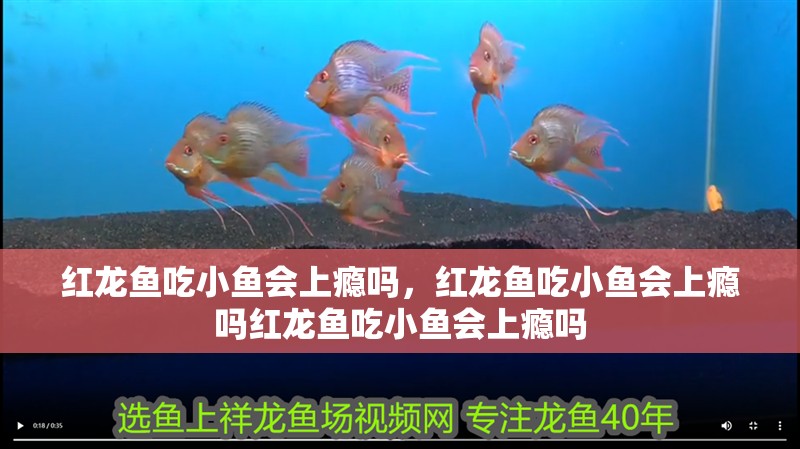 紅龍魚吃小魚會上癮嗎，紅龍魚吃小魚會上癮嗎紅龍魚吃小魚會上癮嗎