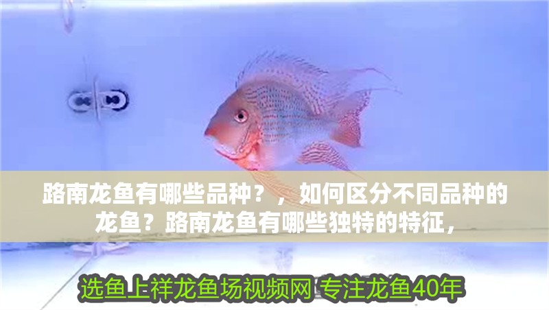 路南龍魚有哪些品種？，如何區分不同品種的龍魚？路南龍魚有哪些獨特的特征，
