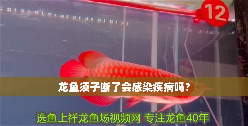 龍魚須子斷了會感染疾病嗎？