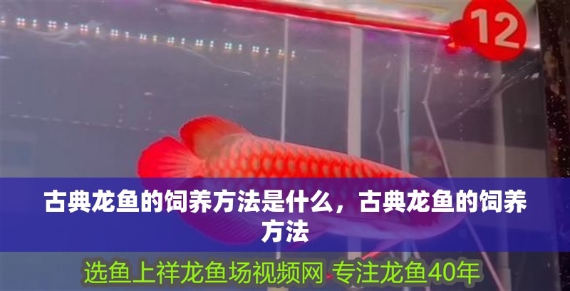 古典龍魚(yú)的飼養(yǎng)方法是什么，古典龍魚(yú)的飼養(yǎng)方法