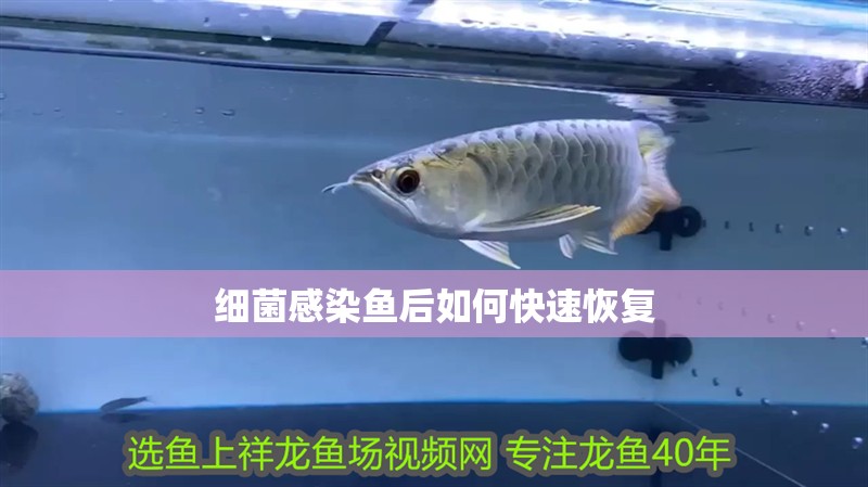 細菌感染魚后如何快速恢復
