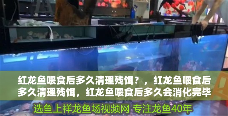 紅龍魚喂食后多久清理殘餌？，紅龍魚喂食后多久清理殘餌，紅龍魚喂食后多久會消化完畢