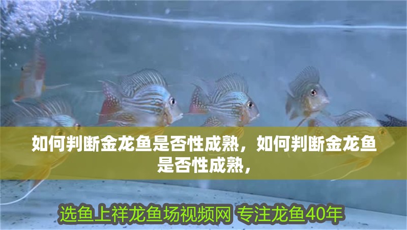如何判斷金龍魚是否性成熟，如何判斷金龍魚是否性成熟，