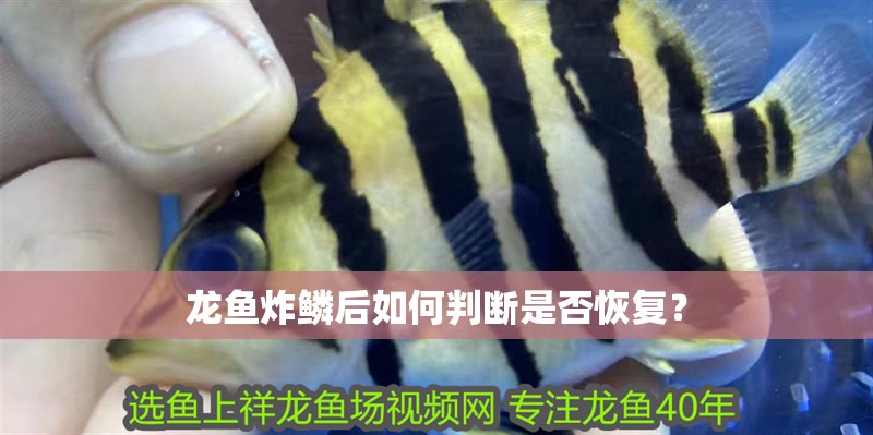 龍魚炸鱗后如何判斷是否恢復？