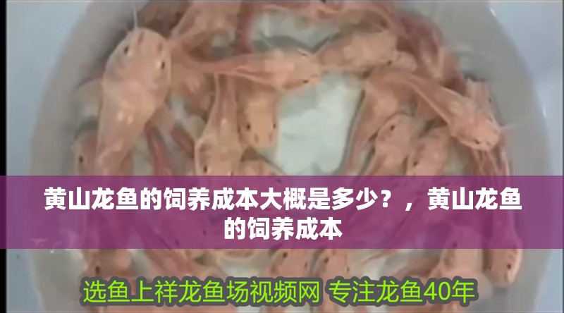 黃山龍魚的飼養成本大概是多少？，黃山龍魚的飼養成本