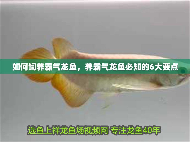 如何飼養霸氣龍魚，養霸氣龍魚必知的6大要點