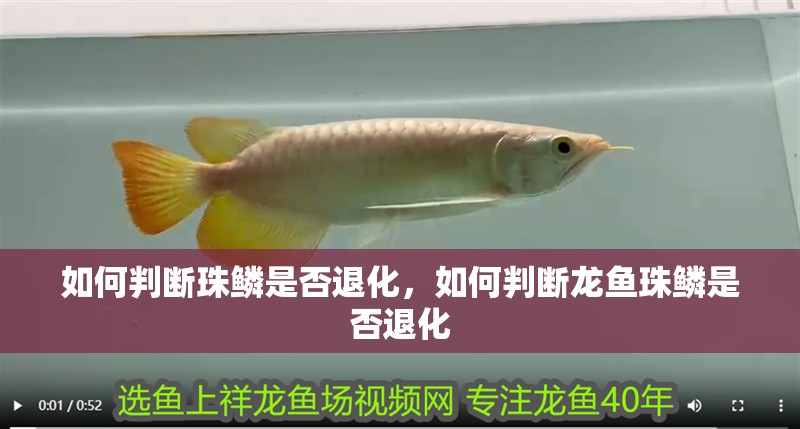 如何判斷珠鱗是否退化，如何判斷龍魚珠鱗是否退化