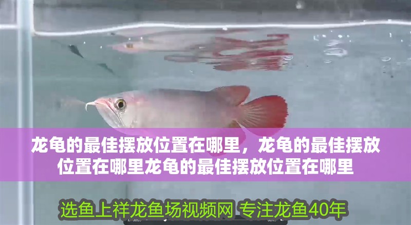 如何判斷魚缸是否需要增氧?