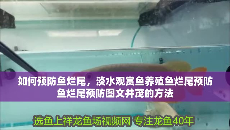 如何預防魚爛尾,淡水觀賞魚養殖魚爛尾預防魚爛尾預防圖文并茂的方法