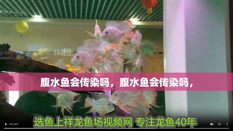 腹水魚會傳染嗎，腹水魚會傳染嗎，