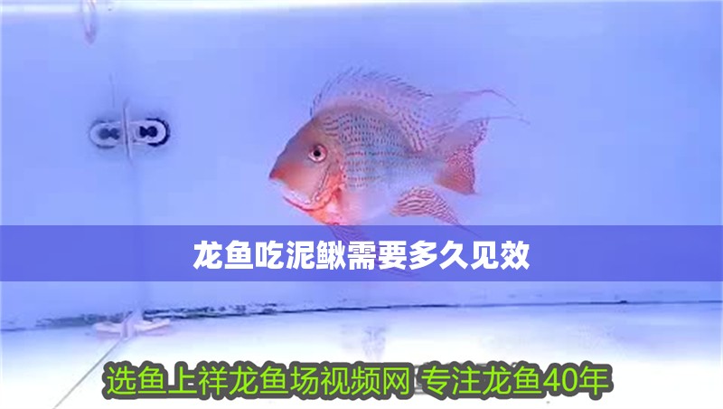 龍魚吃泥鰍需要多久見效