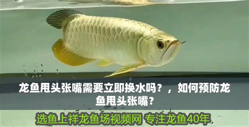 龍魚甩頭張嘴需要立即換水嗎？，如何預防龍魚甩頭張嘴？